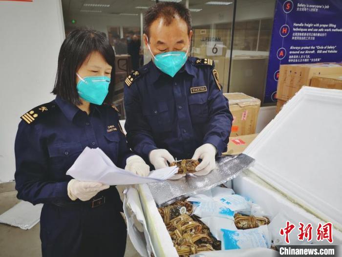 广州海关关员正在查验违规寄递出境的大闸蟹。　钟宇 摄