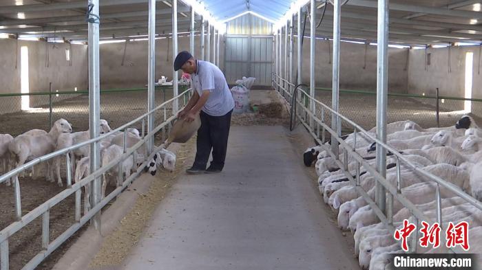 图为李应川给羊喂饲料。(资料图) 武威市新闻传媒集团供图