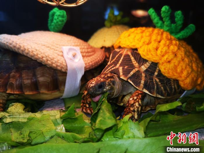 常州一动物园乌龟集体穿“妈妈的秋衣”欢乐过冬。　戴佳阳 摄