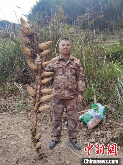 浙江景宁村民挖到“笋王”：一根竹鞭上长17颗竹笋