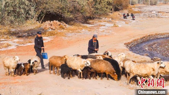 凯塞尔·喀伍力走访时，在山区帮助老百姓赶羊回家。(资料图) 王磊 摄