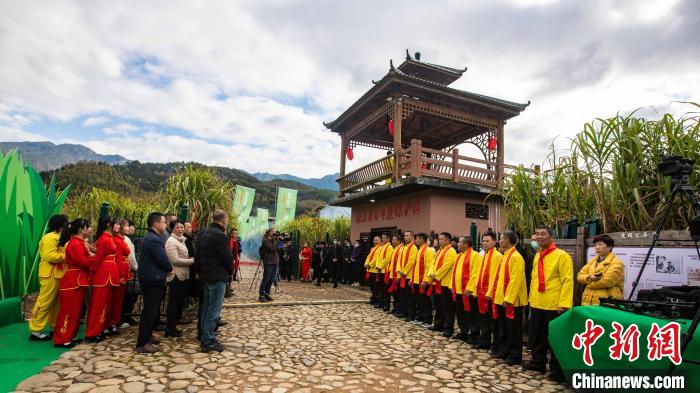 闽北松溪传奇百年蔗“开镰”喜迎丰收