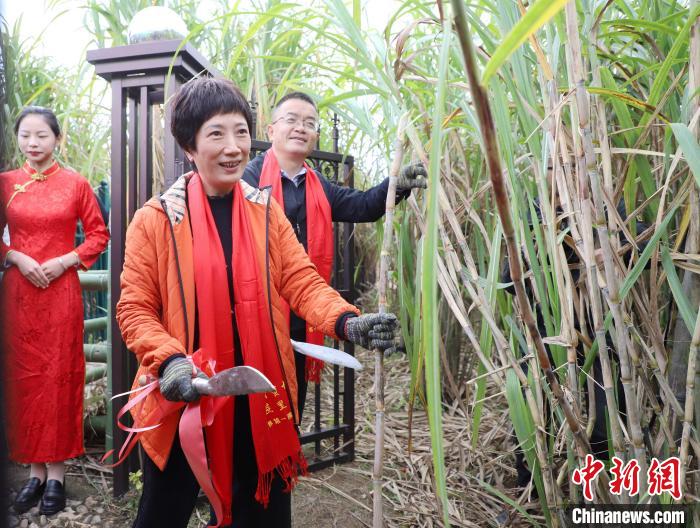 12月 17日,嘉宾开镰。 吴雯琳 摄