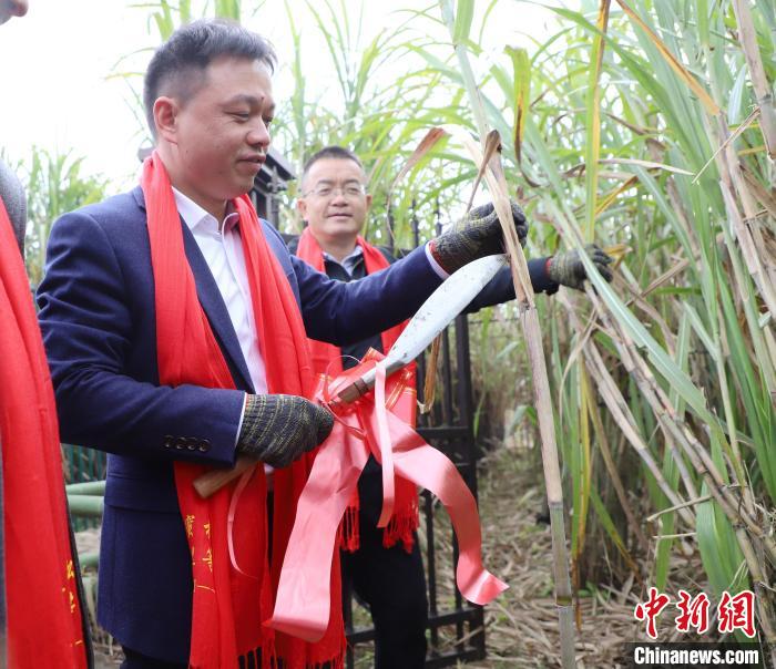 12月17日,福建省南平市松溪县副书记、代县长吴英杰(前1)开镰。 吴雯琳 摄