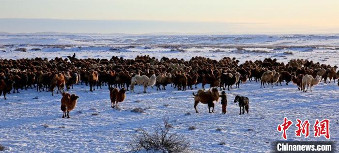 进入冬季,骆驼在戈壁滩上散养。 郭静琨 摄