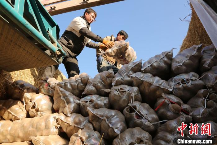 西吉当地农民将捐赠的马铃薯装车做准备工作。 马文海 摄