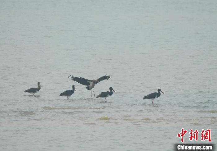 湖北襄阳汉江国家湿地公园发现多只濒危物种黑鹳