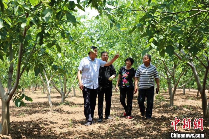 2021年6月，平乡县李元寨村核桃种植基地，果农正在查看核桃树挂果情况。　姚友谅 摄