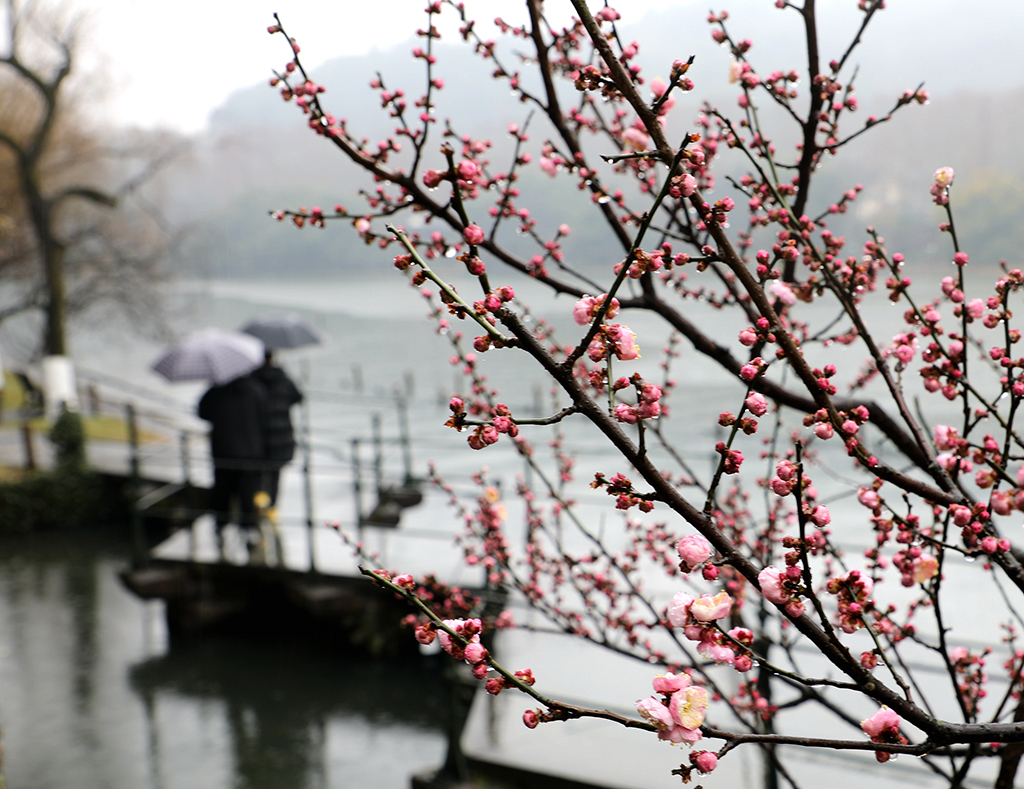 杭州：西湖孤山寒梅凌冬开放
