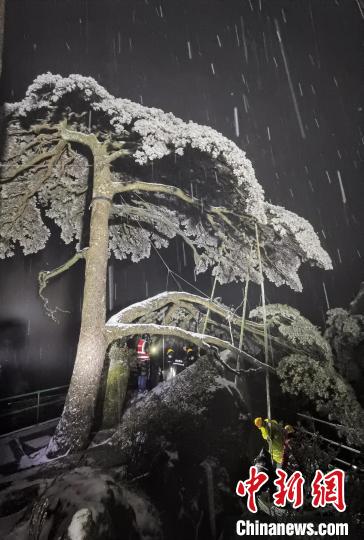 安徽黄山光明顶累计积雪深度11cm古树名木无损伤