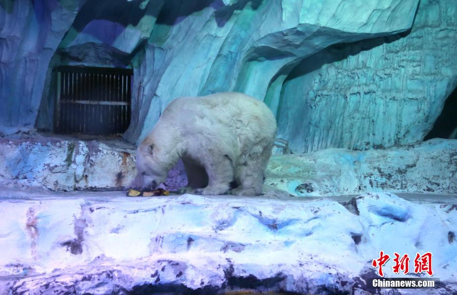 山东青岛：北极熊吃上定制年夜饭