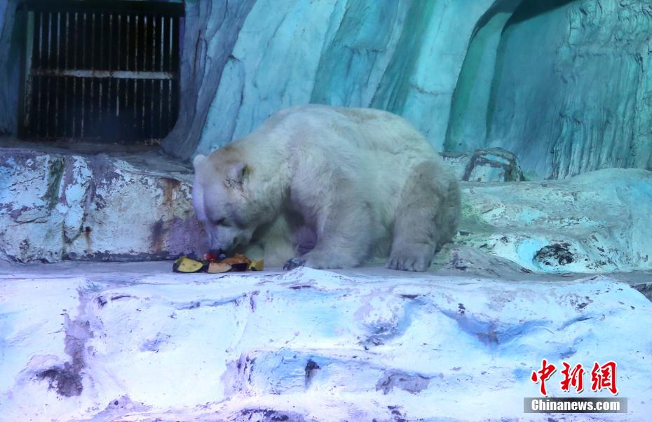 山东青岛：北极熊吃上定制年夜饭