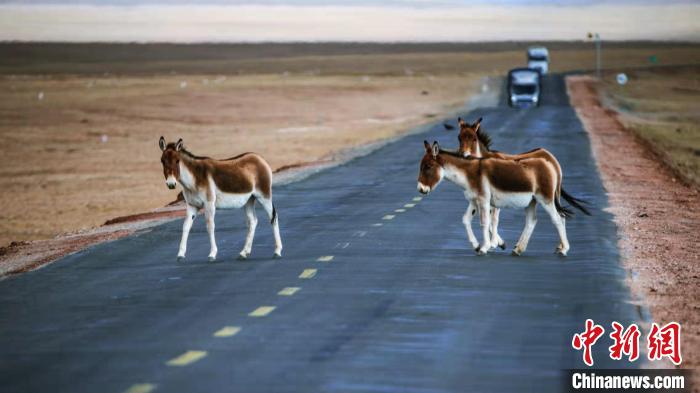 图为藏野驴穿越青藏公路。　何启金 摄