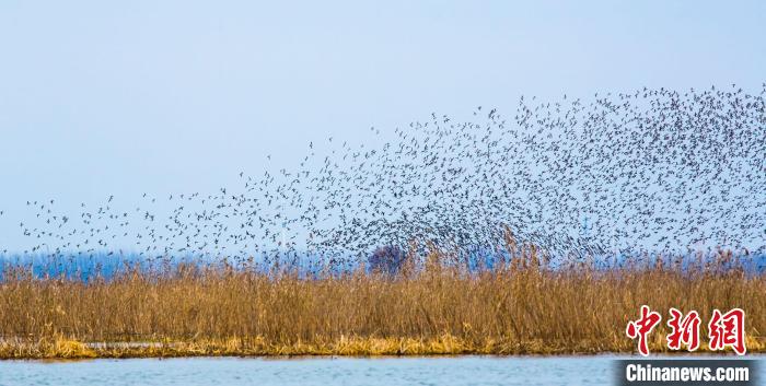 数万只花脸鸭出现在江苏泗洪洪泽湖湿地国家级自然保护区。　黄元国 摄