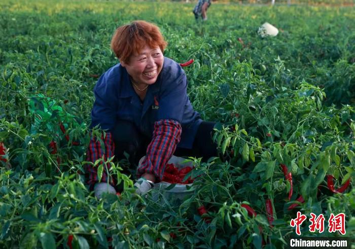 资料图：屯留区农民正在采摘辣椒。　李红卫 摄