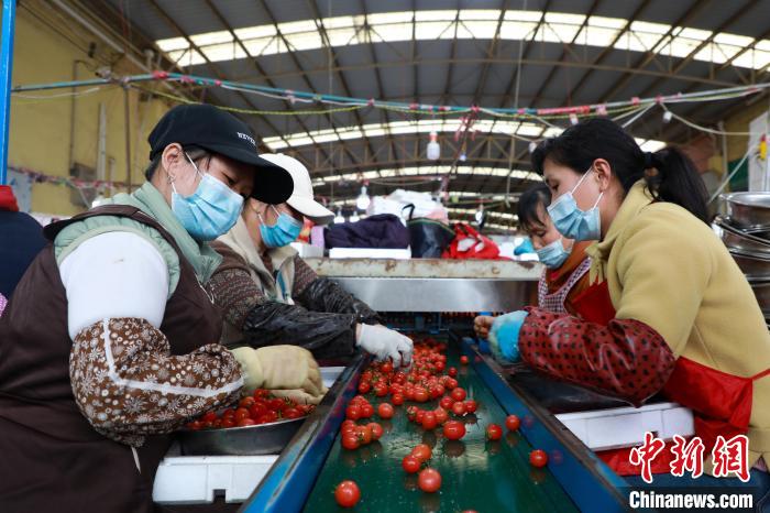 2月17日，在广西田阳古鼎香农副产品批发市场，工人在忙碌包装番茄。　王伟臣 摄
