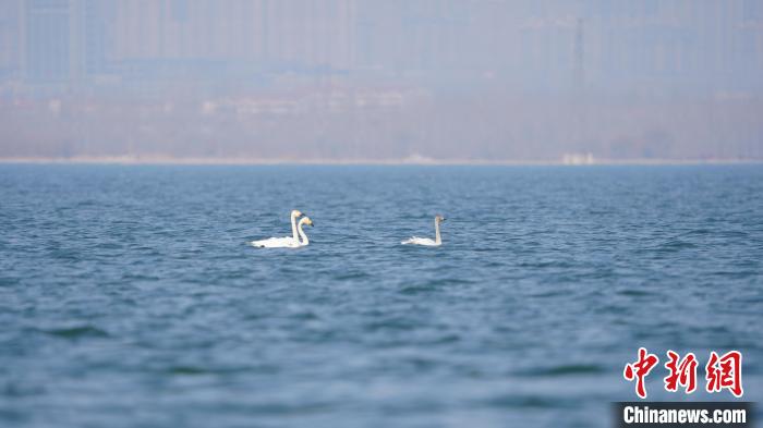 生态整治八年河北溢泉湖再现白天鹅