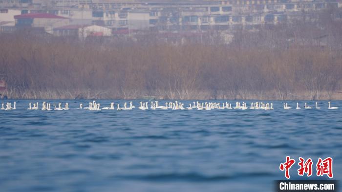 图为成群的白天鹅在河北磁县溢泉湖湖面上游弋。　张浩 摄