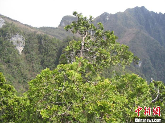 国家一级保护野生植物崖柏。　重庆市林业局供图
