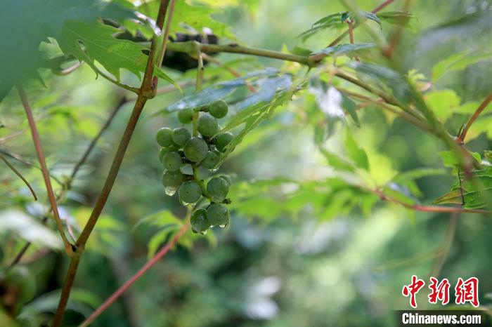 北京加强生态环境建设596种野生动物在京繁衍生息
