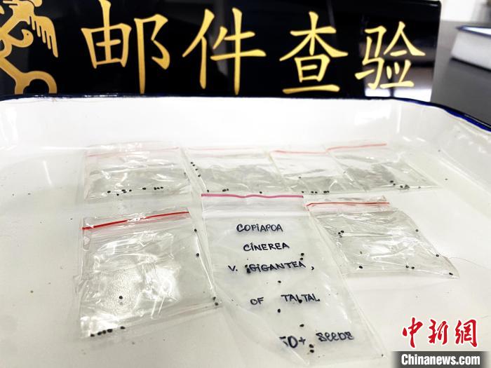 南京海关在进境邮包中查获了黑王丸种子。　陈鑫 摄