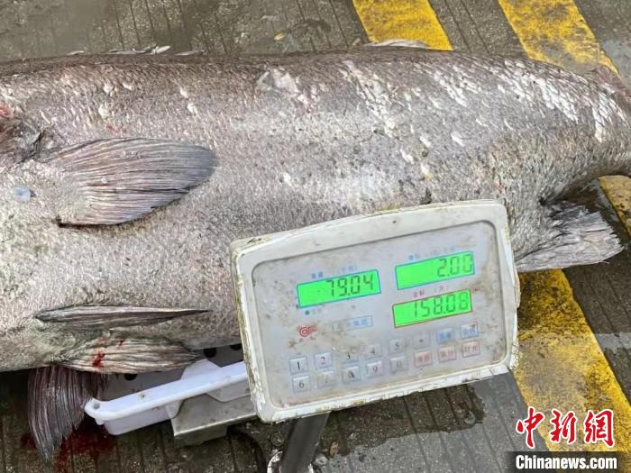 浙江渔民捕获一超大野生石斑鱼重达150斤售价近2万元
