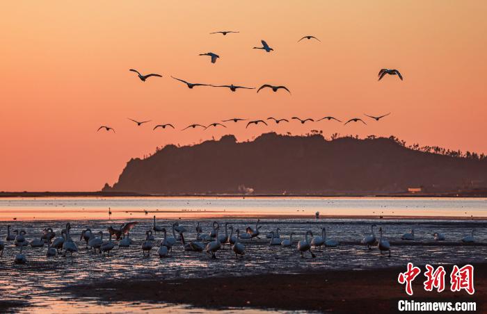 “中国大天鹅之乡”山东荣成越冬大天鹅陆续北迁