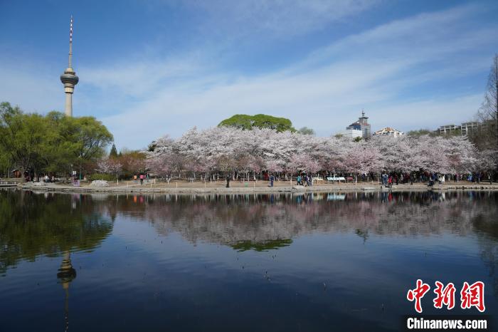图为玉渊潭的樱花。　北京市公园管理中心供图