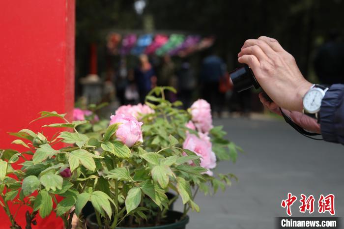 北京推进园林绿化建设百余处公园赏花片区遍布京城