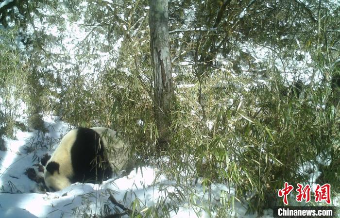 四川宝兴：野生大熊猫雪地中喝水