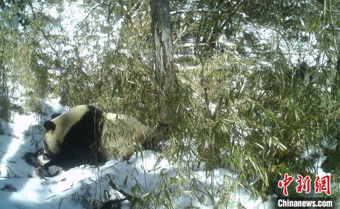 野生大熊猫雪地中喝水 蜂桶寨保护区 供图
