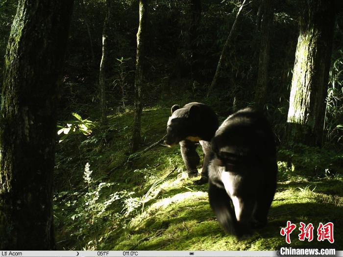 陕西佛坪保护区实现实时化监测86只“千里眼”助大熊猫栖息地保护