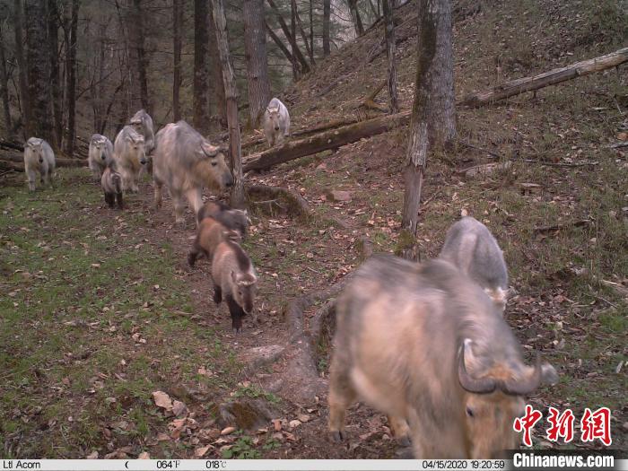 红外相机下的羚牛群。　陕西佛坪国家级自然保护区供图