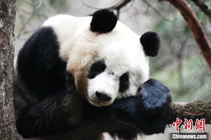 红外相机应用于佛坪保护区前，拍一张清晰的野生大熊猫影像是一件辛苦、幸运、可遇不可求的事。　雍严格 摄