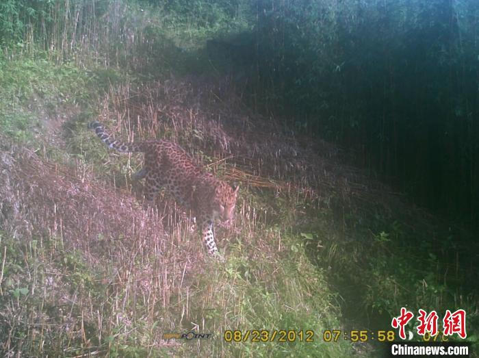 2012年8月，红外相机在保护区内拍到野生豹。　陕西佛坪国家级自然保护区供图