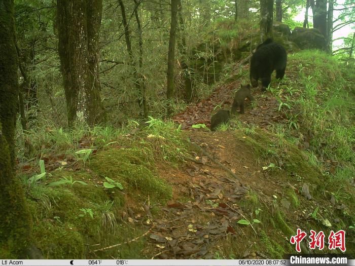 哺育期的亚洲黑熊攻击力尤其强，图为“天眼”拍摄到的亚洲黑熊带其幼崽活动。　陕西佛坪国家级自然保护区供图