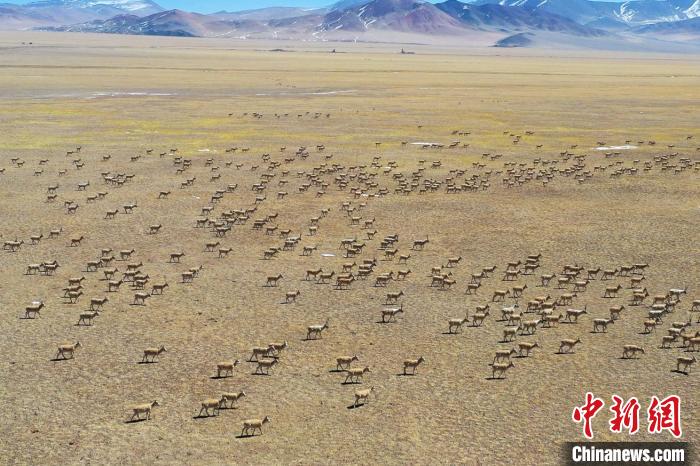 3月27日，航拍超大规模的藏羚羊群。　索朗仁青 摄