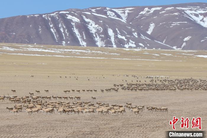 远看藏羚羊群移动，犹如“行军”。　索朗仁青 摄