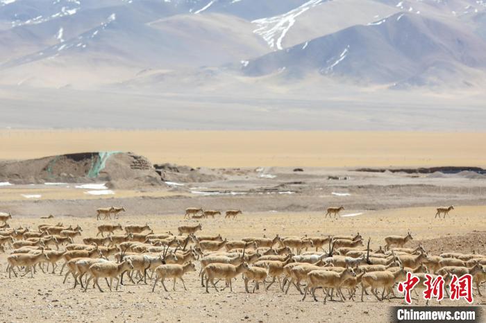 图为3月27日，西藏改则县先遣乡附近的藏羚羊种群。　边巴 摄