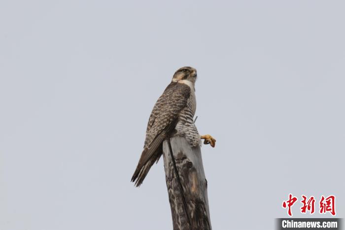 青海玛可河国家湿地公园鸟类监测达44种