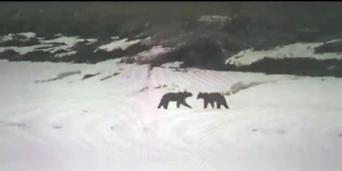 两只黑熊在遛弯。(视频截图) 沿江边境派出所供图