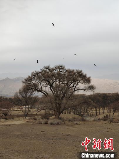 图为栖息在树干上的苍鹭。　青海国家公园观鸟协会 摄