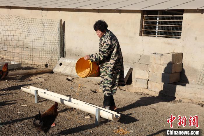 图为苏桂玲在德令哈惠然家庭农场内给鸡喂食。　吴婷婷 摄