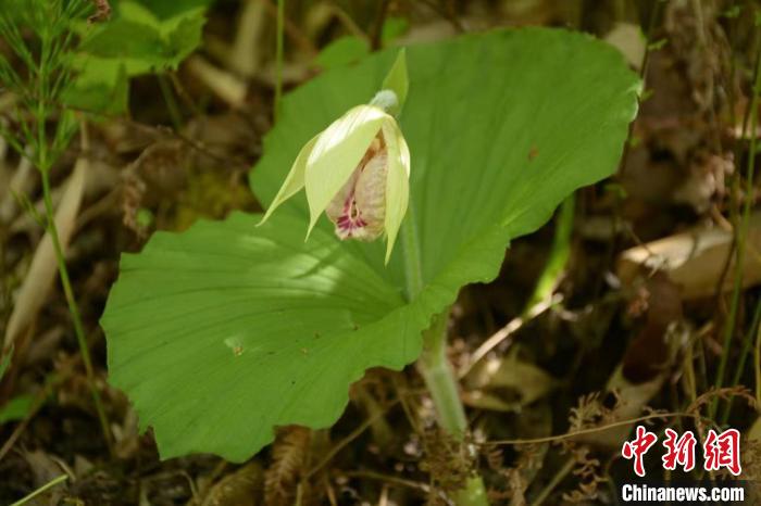 陕西太白拍摄到正在花期的国家二级保护植物扇脉杓兰