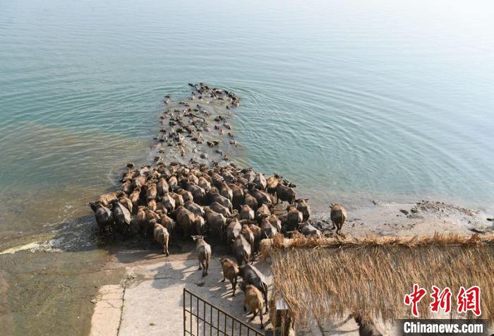 2022年嘉陵江放牛季“云上观牛”活动在四川蓬安开幕