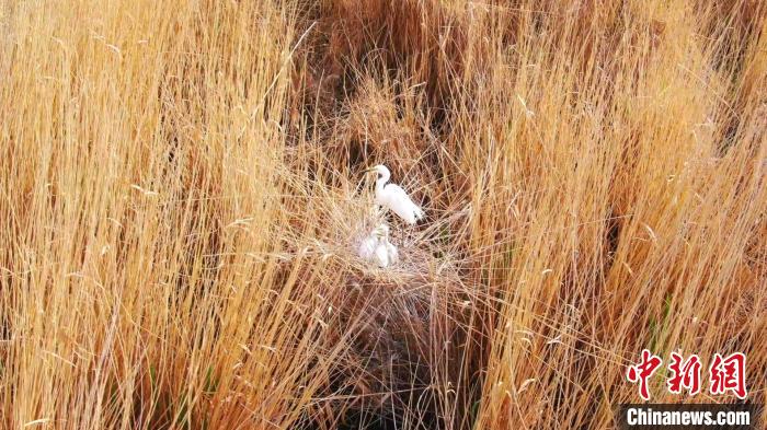 新疆塔克拉玛干沙漠腹地白鹭孵出雏鸟（图）