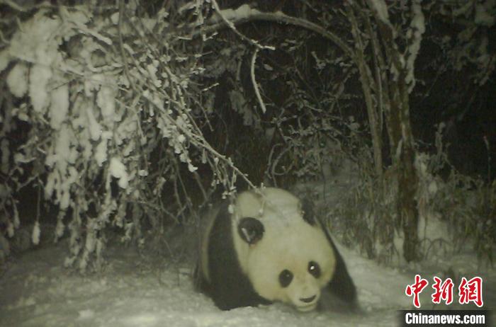 四川宝兴：野生大熊猫在雪地中“卖萌”