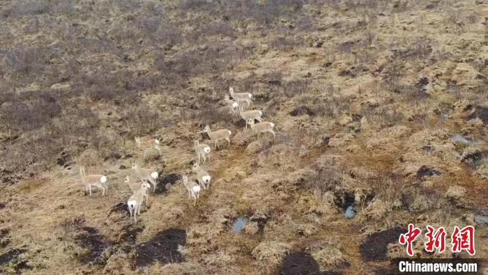 图为一群藏原羚在山坡上奔跑嬉戏。　曹民锴 摄