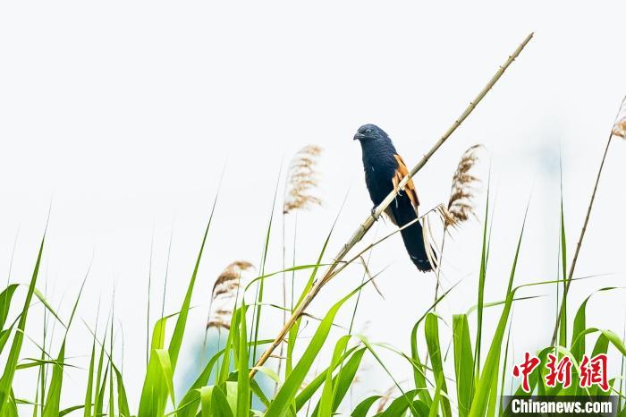湖北枝江金湖国家湿地公园首现稀有猛禽红脚隼