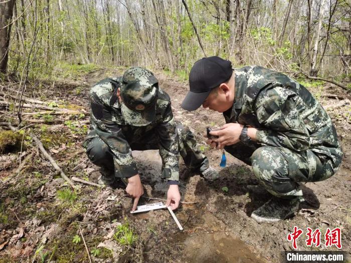 黑龙江绥阳林区再现虎踪近五年监测到个体东北虎10只